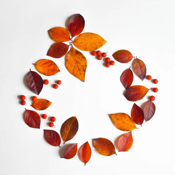 portakal ve kırmızı sonbahar yaprakları ve Rowan meyveleri. Parlak renk. sonbahar.