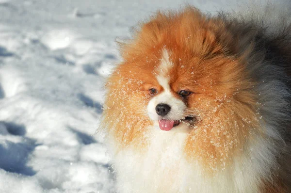 Cão Neve Pomeranian Alemão Spitz Inverno Cão Lindo Conto Fadas — Fotografia de Stock