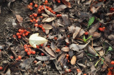 Sonbahar kartpostalı. Sonbaharda doğa. kırmızı dağ külleri ve kuru yapraklar.