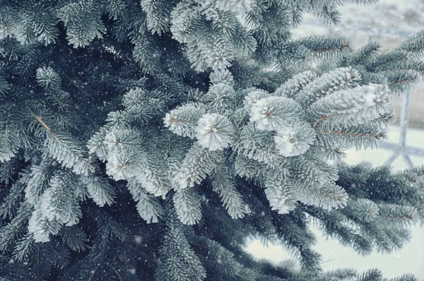 雪の中で木の枝 冬だ新年だクリスマスだブルースプルース — ストック写真