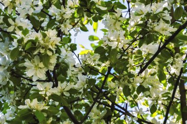 Çiçekli elma ağacı. Ağaçtaki güzel beyaz çiçekler. Baharda parkta doğa. Güneşteki çiçekler. 