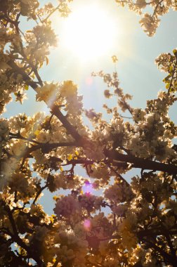 Çiçekli elma ağacı. Ağaçtaki güzel beyaz çiçekler. Baharda parkta doğa. Güneşteki çiçekler. 