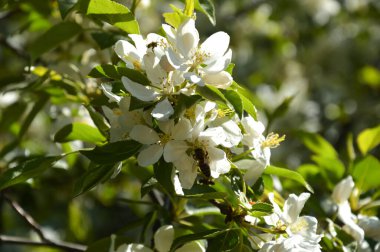 Çiçekli elma ağacı. Ağaçtaki güzel beyaz çiçekler. Baharda parkta doğa. Güneşteki çiçekler. 