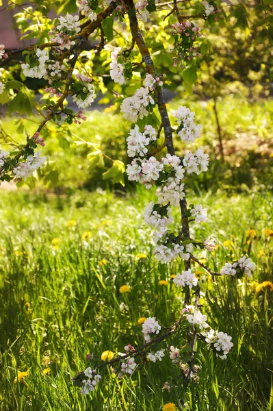 Квітуча Яблуня Красиві Білі Квіти Дереві Природа Парку Навесні Квіти — стокове фото