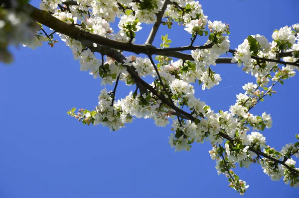 Квітуча Яблуня Красиві Білі Квіти Дереві Природа Парку Навесні Квіти — стокове фото