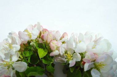 Beyaz çiçek. Çiçekli elma ağacı. Dekorasyon ve arka plan için beyaz bir buket çiçek aranjmanı.. 
