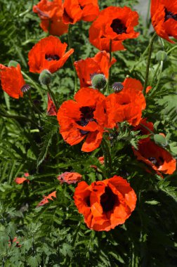 Kırmızı haşhaş. Yeşil çimlerde bir çiçek. Yazın doğa.