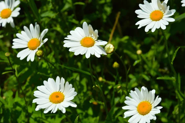 White Flowers Green Grass Daisies Park — Stock Photo, Image