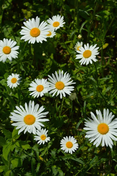 Белые Цветы Зеленой Траве Daisies Park — стоковое фото