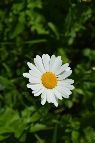 Белые Цветы Зеленой Траве Daisies Park — стоковое фото
