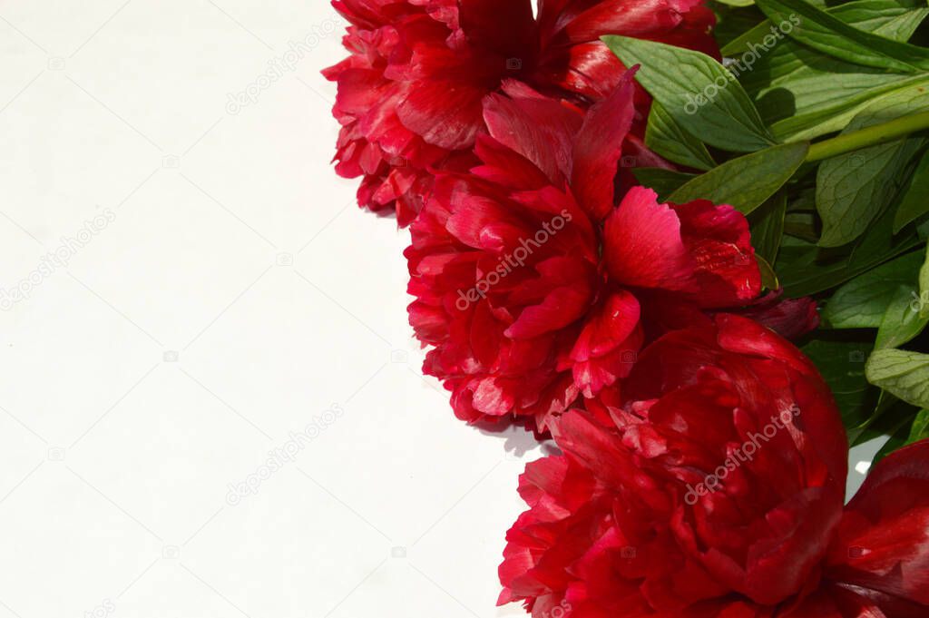 Red peony. a lush flower. summer.