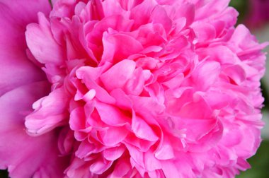 Pembe, yemyeşil şakayık. Güzel yaz çiçeği.