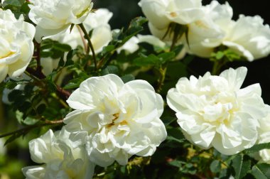 Yaban gülü çalısı açıyor. Parktaki beyaz çiçekler. Yazın yeşil bitki. Tasarım için arkaplan.