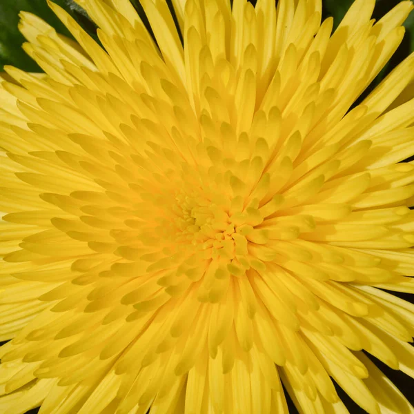 Yellow Chrysanthemums Summer Lush Flowers — Stock Photo, Image