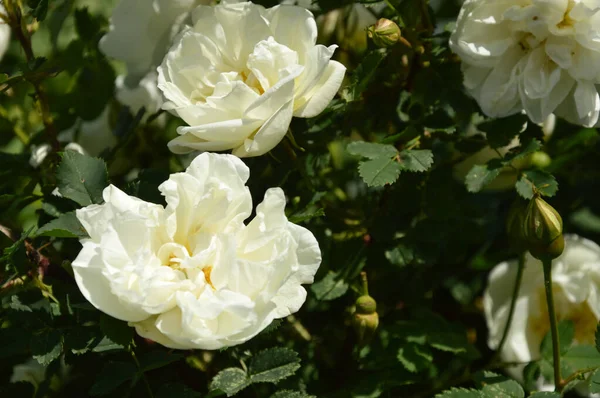 Blooming Wild Rose Bush White Flowers Park Green Plant Summer — Stock Photo, Image