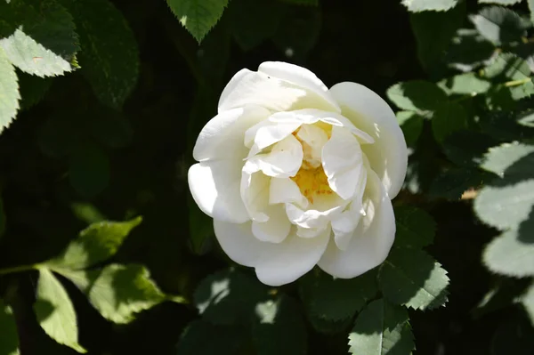 Arbusto Rosa Selvagem Florescendo Flores Brancas Parque Planta Verde Verão — Fotografia de Stock