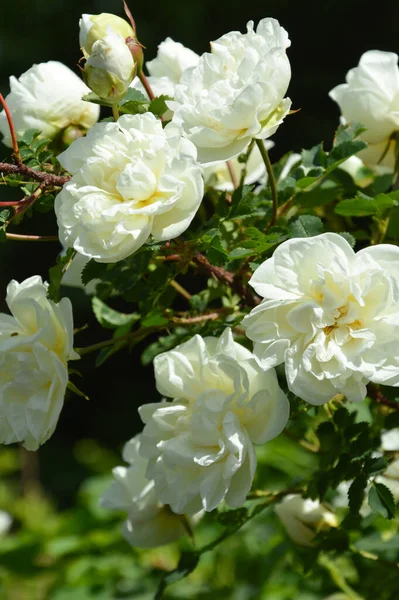 Blooming Wild Rose Bush White Flowers Park Green Plant Summer — Stock Photo, Image