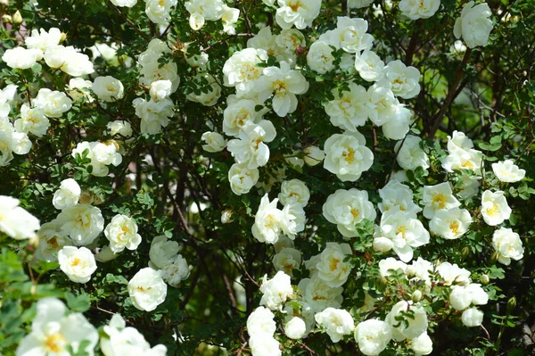 Blooming Wild Rose Bush White Flowers Park Green Plant Summer — Stock Photo, Image