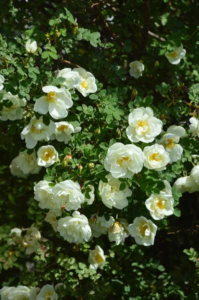 Blooming Wild Rose Bush White Flowers Park Green Plant Summer — Stock Photo, Image