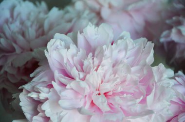 Pembe şakayıklar. Güzel, yumuşak, gür çiçekler. Tasarım için arkaplan.