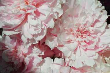 Pembe şakayıklar. Güzel, yumuşak, gür çiçekler. Tasarım için arkaplan.