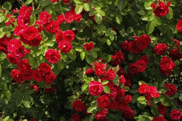Kırmızı gül çalısı. Parktaki çiçekler. Tasarım için arkaplan.