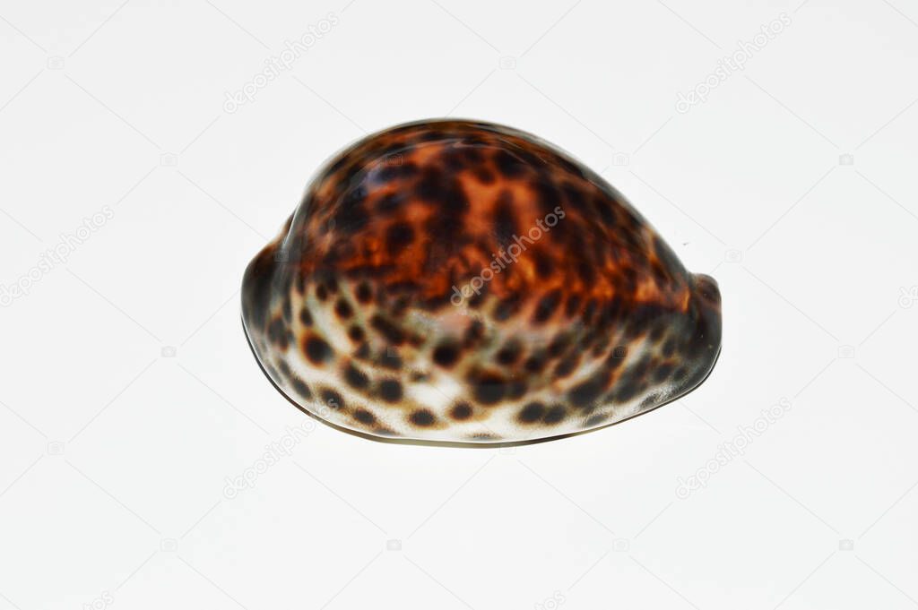 sea shell. a mottled brown and white shell on a light background. decor. 