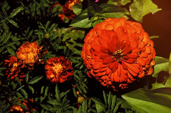 Güneşte çiçekler. Yeşil bir tarlada parlak çiçekler. Tasarım için arkaplan, yaz.