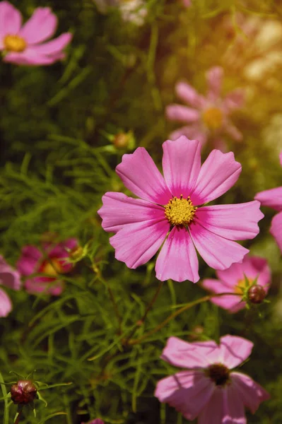 Flowers Sun Field Bright Flowers Green Field Background Design Summer — Stock Photo, Image