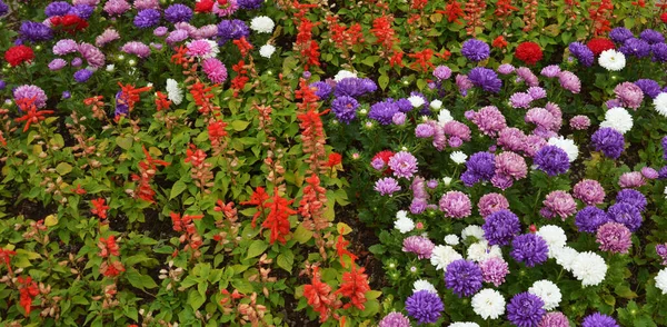 Canteiro Flores Com Flores Brilhantes Parque Cidade Fundo Para Projeto — Fotografia de Stock