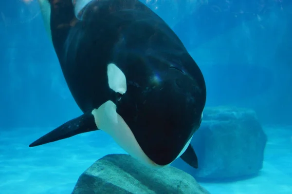 有蓝色水的水族馆成年虎鲸 — 图库照片