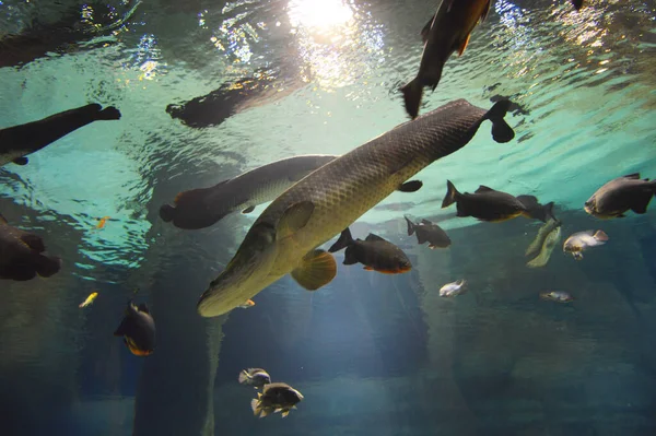 Mavi sularda büyük balıkların olduğu bir akvaryum. deniz akvaryumu.