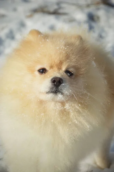 Cão Bonito Feliz Que Corre Inverno Neve Branca Pomeranian Spitz — Fotografia de Stock