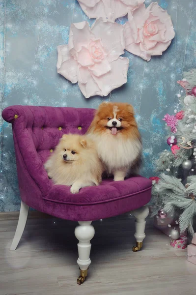 Dois Cães Sentados Uma Cadeira Roxa Perto Árvore Natal Cartão — Fotografia de Stock