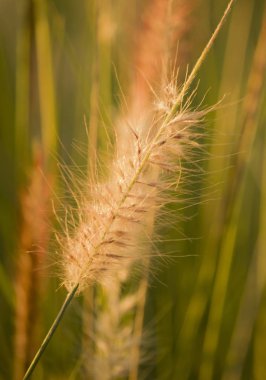 sazlık günbatımı ışık ile