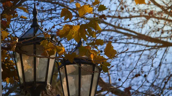 Λεπτομέρεια Των Παλαιών Φαναριών Πάρκων Φύλλα Και Κλαδιά Δέντρων Την — Φωτογραφία Αρχείου