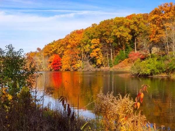 Bäume Die Sich Über Wasser Spiegeln — Stockfoto