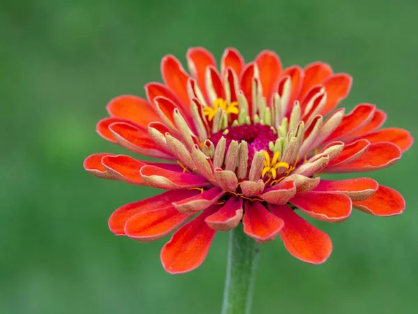 Flor Zinnia Vermelha Vibrante — Fotografia de Stock