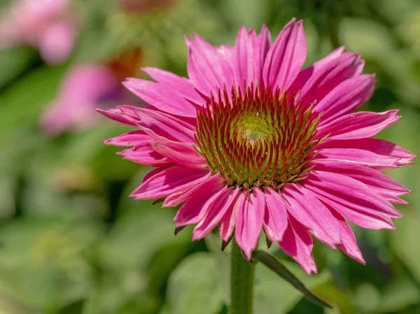 Uma Linda Margarida Rosa — Fotografia de Stock