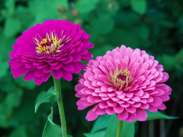 Pair Pink Zinnias — Stock Photo, Image