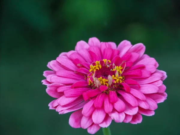 Rosa Zinnia Close — Fotografia de Stock