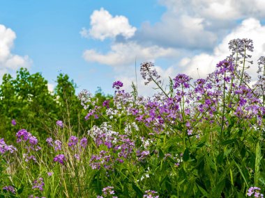 Kadınlardan oluşan tarlalar, arka planda parlak mavi ve beyaz bir bulutla dolu mor kır çiçekleriyle roket gibi.. 