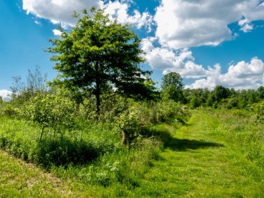 Doğu Ohio 'daki Mill Creek Bataklıkları' ndaki manzara fotoğrafı yeşillik tarlaları, aynı anda iki yolun kesiştiği bir ağaç ve arka planda parlak mavi bir bulutla dolu bir gökyüzü..