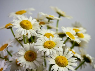 Taze kesilmiş papatya beyazı ve sarı çiçek, seçici odak ve beyaz arkaplan ile makro fotoğrafçılıkta yakından çekilir..