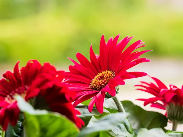 Kırmızı Gerbera papatya çiçeği parlak yeşil yumuşak bir arka planla yakından açar. Kendi bahçenizde doğa fotoğrafları.
