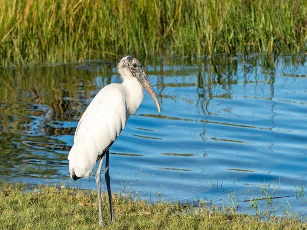 Anastasia Eyalet Parkı 'ndaki St. Augustine, Florida' da altın saat boyunca arkasında okyanus koyuyla vahşi yaşam kuşu..