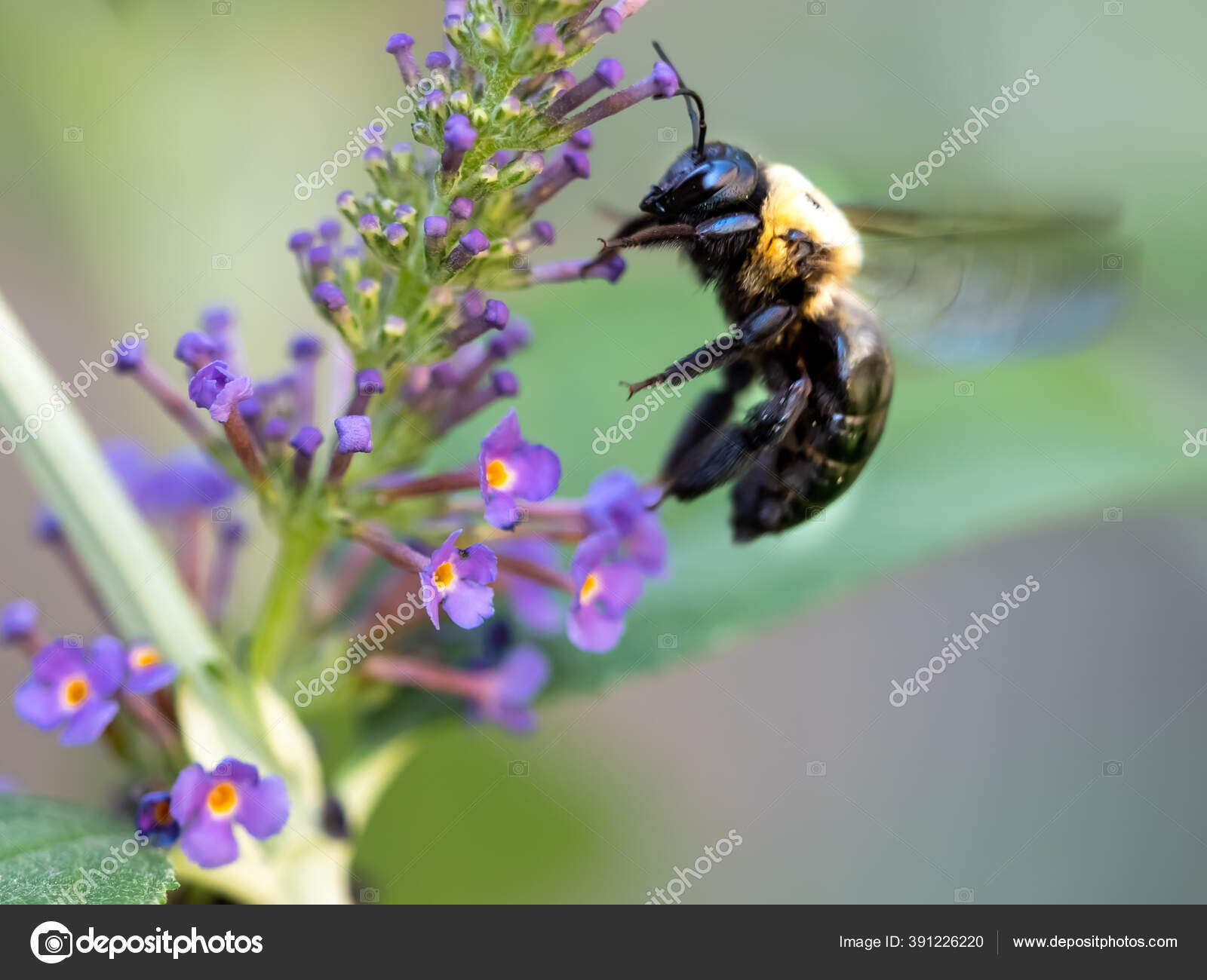 - Butterfly Oasis: Create A Buzzing Haven With This Remarkable Bush
