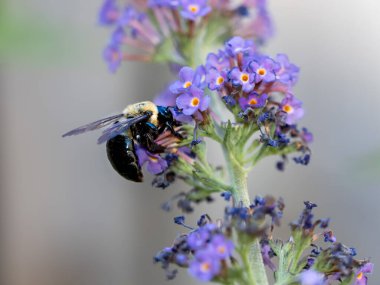 Yaban arısı tozlaşan mor kelebek çalısı yumuşak bulanık bir arka planla yazın çiçek açar. Vahşi yaşam böceği yakından ve keskin.