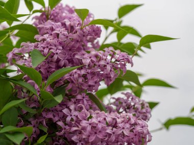 Mor leylak çiçekleri baharda açar.