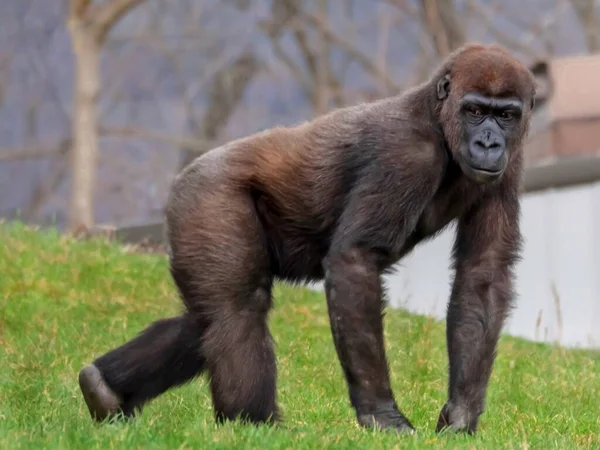Kıllı Kahverengi Goril Çimenlerde Kamburlandı — Stok fotoğraf